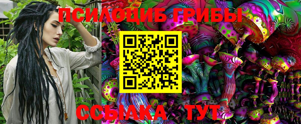 Псилоцибиновые грибы Psilocybe Кизляр